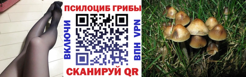 Псилоцибиновые грибы Psilocybe  Горно-Алтайск 